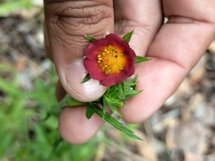Thurber's Cinquefoil (Potentilla thurberi)