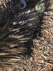 Yucca constricta