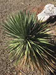 Yucca constricta