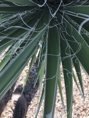 Yucca constricta