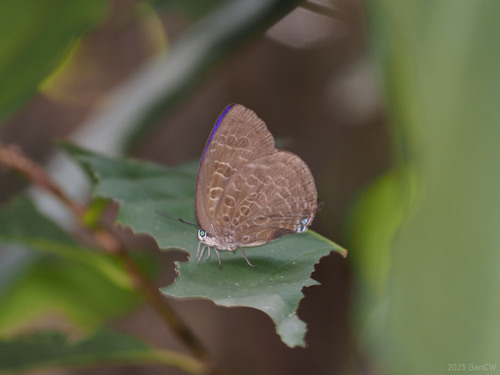 long-banded Oakblue