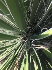 Yucca constricta
