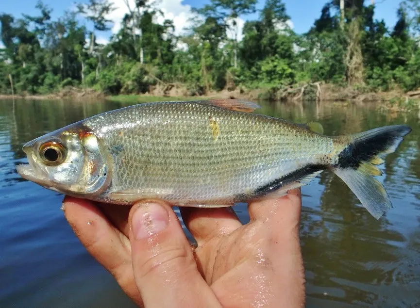 Darkfin Brycon