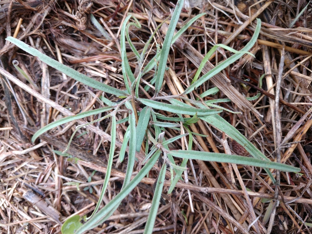Swanflower in October 2019 by Cleveland Powell · iNaturalist