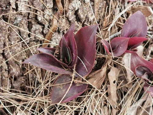 Tradescantia zebrina image