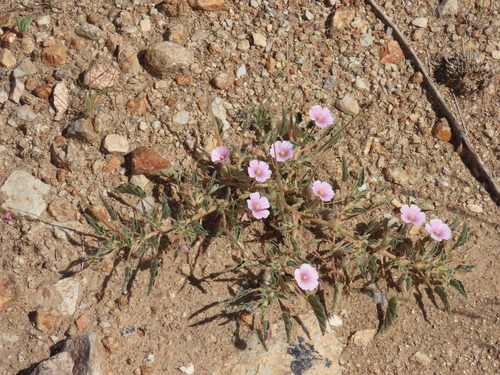 Annual dysentery-flower (Monsonia senegalensis)