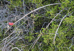Peniocereus striatus