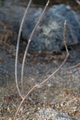 Peniocereus striatus