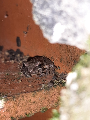 Pristimantis relictus