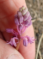Ledebouria sandersonii