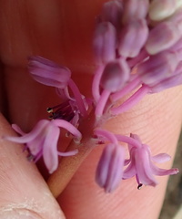 Ledebouria sandersonii