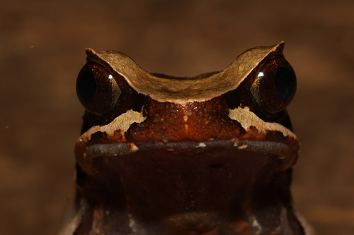 Megophrys major, 2025-08-16