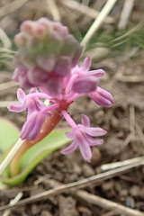 Ledebouria sandersonii