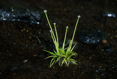 Eriocaulon parkeri