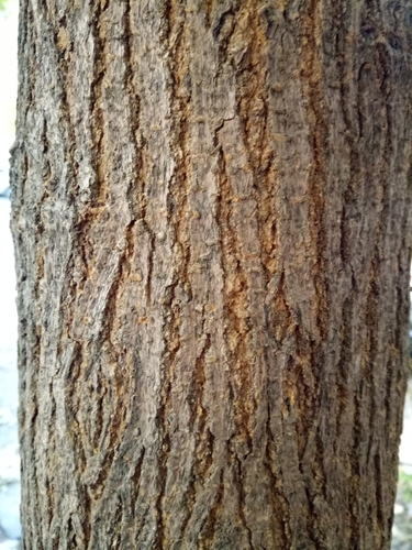 Morus alba