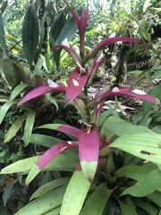 Guzmania wittmackii