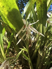 Maxillaria splendens