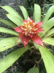 Guzmania lingulata
