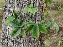 Syngonium auritum