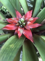 Guzmania lingulata