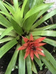 Guzmania lingulata
