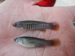 Fundulus pulvereus