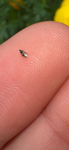 Insidious flower bug photo 5