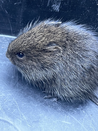 Southern African Vlei Rat