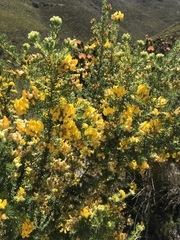 Aspalathus excelsa