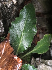 Pseudoturritis turrita