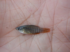 Fundulus xenicus