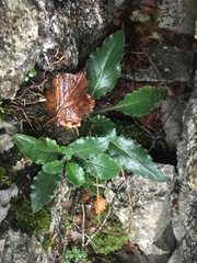 Pseudoturritis turrita