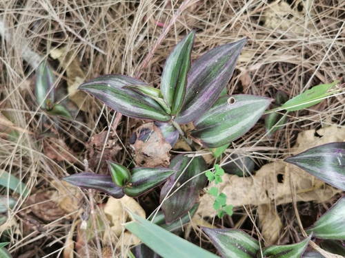 Tradescantia zebrina image