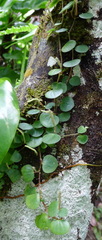 Peperomia serpens