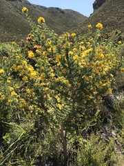 Aspalathus excelsa