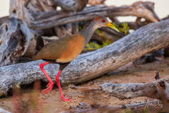 Russet-Naped Wood-Rail photo 3