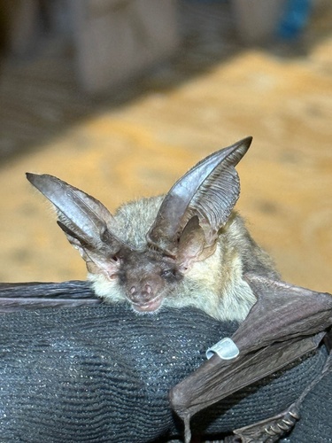 Gray Long-eared Bat (Plecotus austriacus)