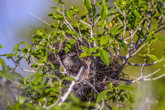 Campylorhynchus yucatanicus