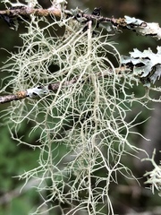Usnea perplexans