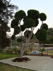Ficus retusa