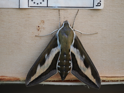 Hyles gallii