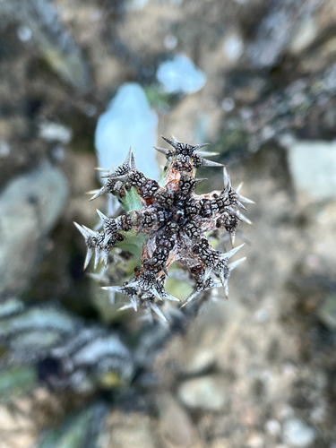 Euphorbia radyeri, photograph 2