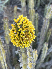Euphorbia radyeri, photograph (c) Dave U, some rights reserved (CC BY-SA)