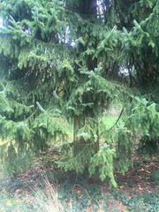 Picea omorika