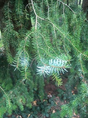 Picea omorika