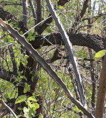Peniocereus johnstonii