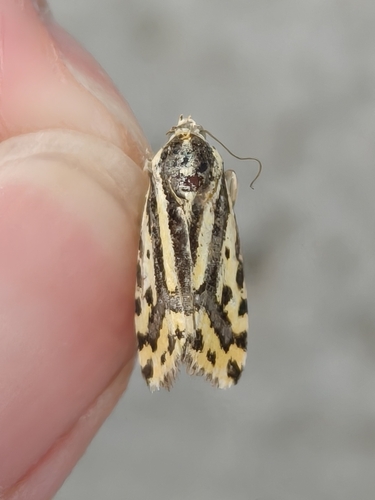 Spotted Sulphur