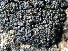 Enchylium polycarpon