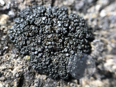 Enchylium polycarpon