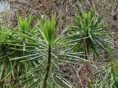 Dracaena reflexa image